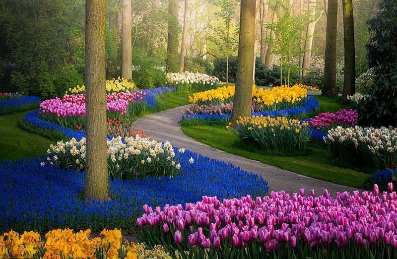Карантин не причина пропускати цвітіння тюльпанів в Голландії: мільйони тюльпанів можна побачити на віртуальній екскурсії по найгарнішому квітковому парку світу. Попри карантин, люди все ще можуть відвідати нідерландський парк квітів Кекенхоф, тільки віртуально.