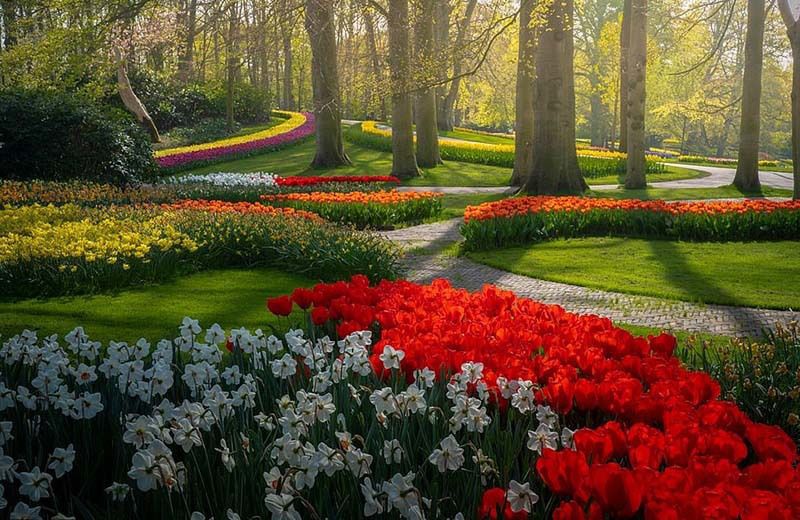 Карантин не причина пропускати цвітіння тюльпанів в Голландії: мільйони тюльпанів можна побачити на віртуальній екскурсії по найгарнішому квітковому парку світу. Попри карантин, люди все ще можуть відвідати нідерландський парк квітів Кекенхоф, тільки віртуально.