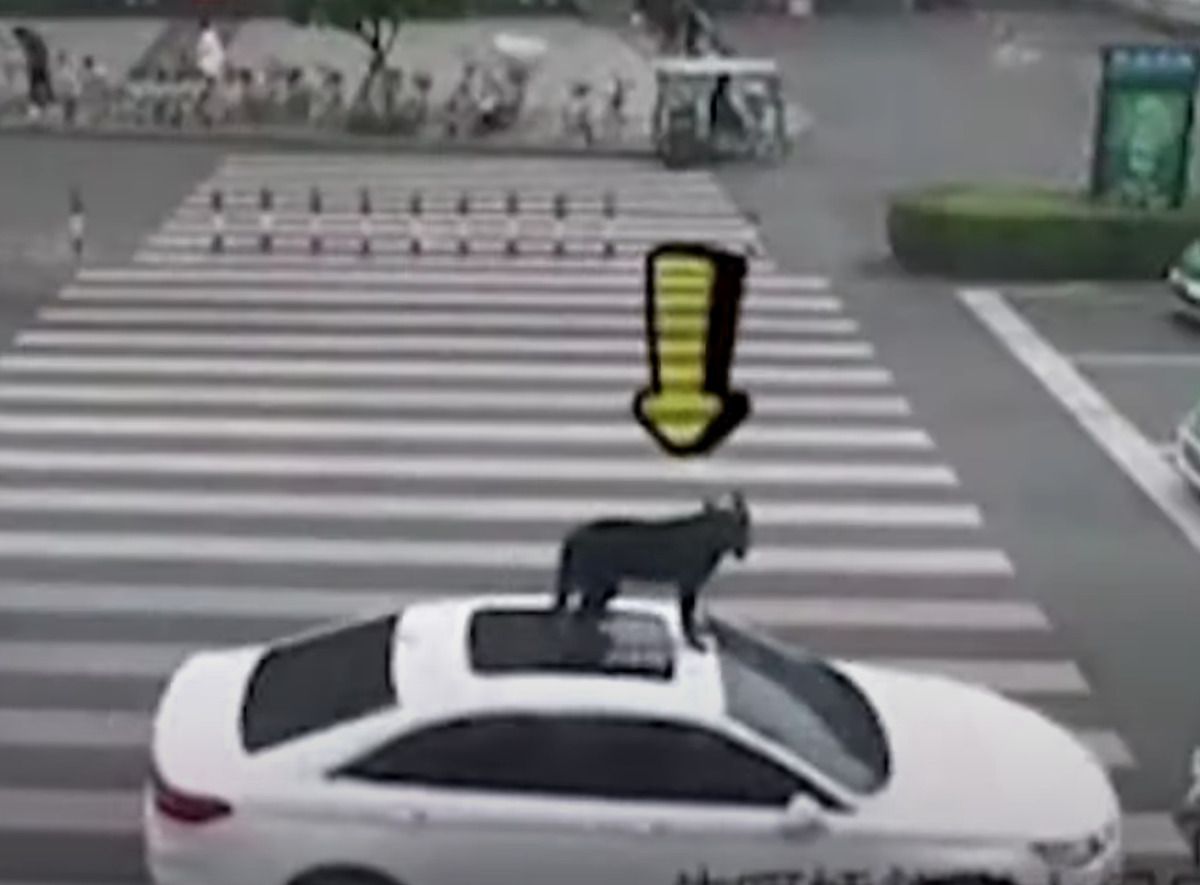 Житель Китаю вирішив покатати свою собаку з "вітерцем". Китаєць відвіз собаку в ветклініку на даху автомобіля.
