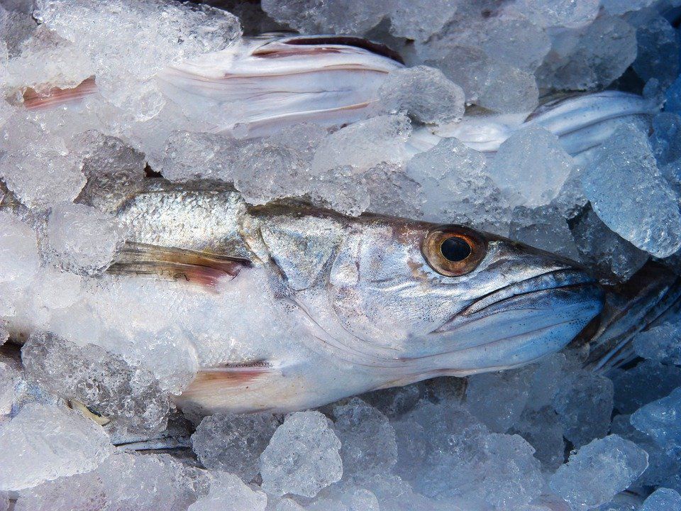 Як правильно вибрати заморожену рибу в магазині: 10 секретів. Заморожена риба за своїм вітамінним складом нітрохи не поступається свіжій.