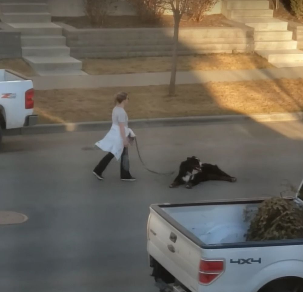 Величезна собака влаштувала справжнісінький концерт на дорозі, вона просто взяла й упала на асфальт, не бажаючи йти далі. Кумедне відео.