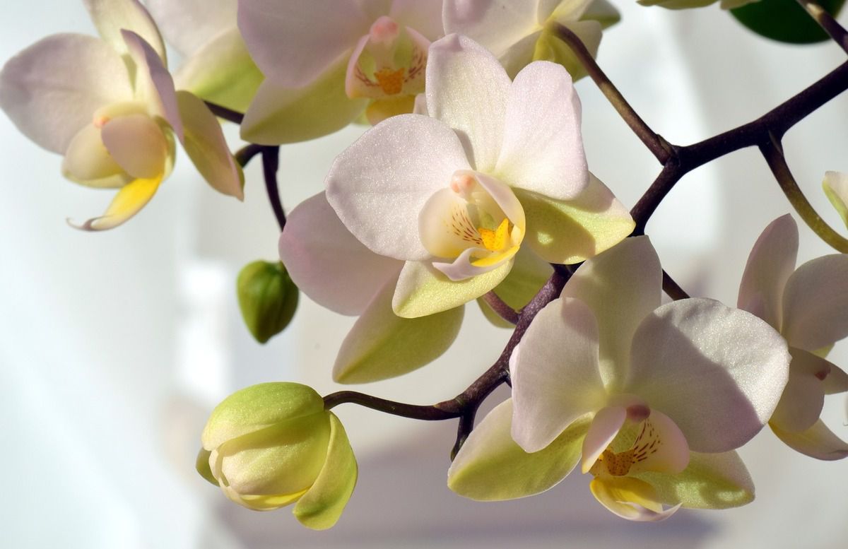 6 речей у догляді, які не полюбляють орхідеї. Деякі речі у догляді орхідеї не полюбляють.