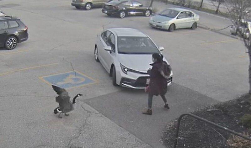 Розлючена гуска так активно нападала на дівчину, що та не змогла сховатися від неї навіть в автомобілі. Цікава ситуація потрапила на відео.