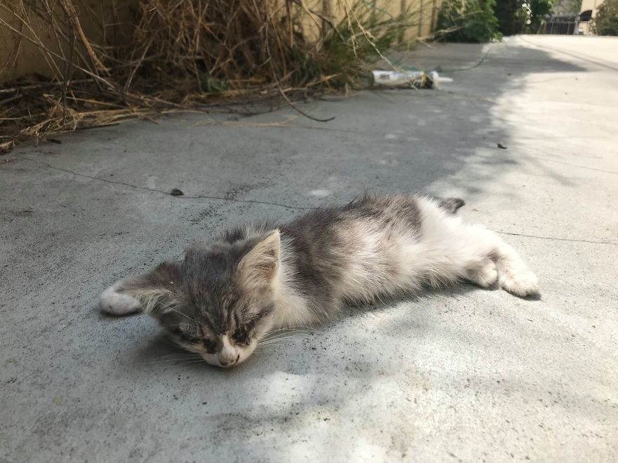 Дівчина знайшла на вулиці хворе кошеня, але вже за пів року тварину неможливо було впізнати. Врятоване хворе кошеня знайшло нових господарів і затишну домівку.