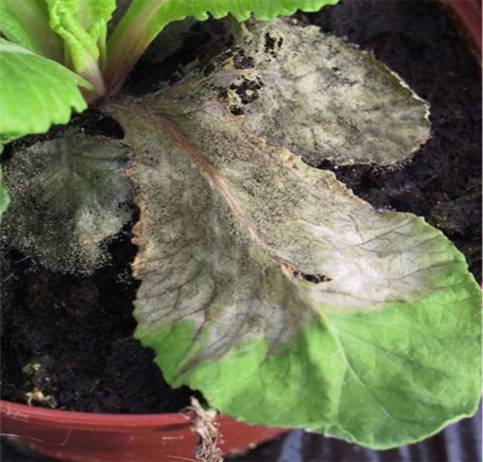 Як попередити появу сірої гнилі на кімнатних рослинах: корисні поради. Певні профілактичні заходи допоможуть запобігти появі сірої гнилі на кімнатних рослинах.