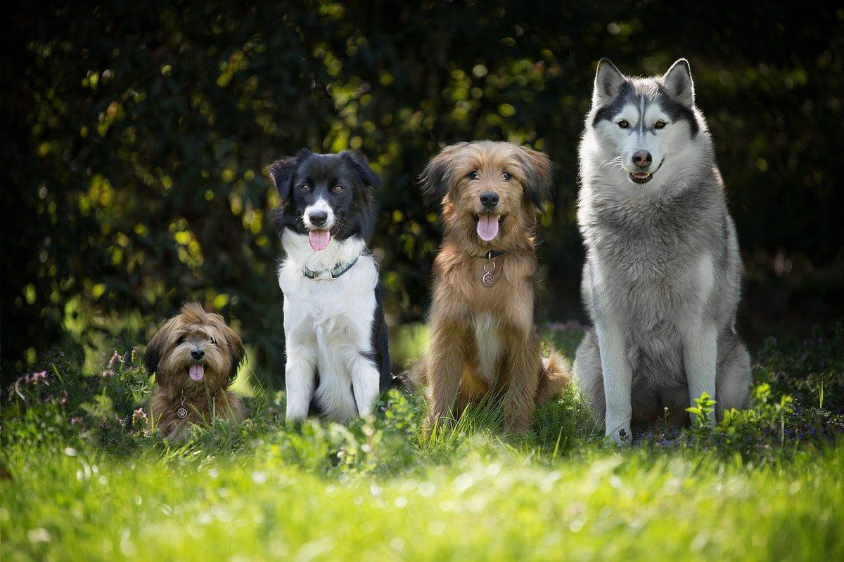 5 порід собак, які не пахнуть псиною. Для чутливих носиків.