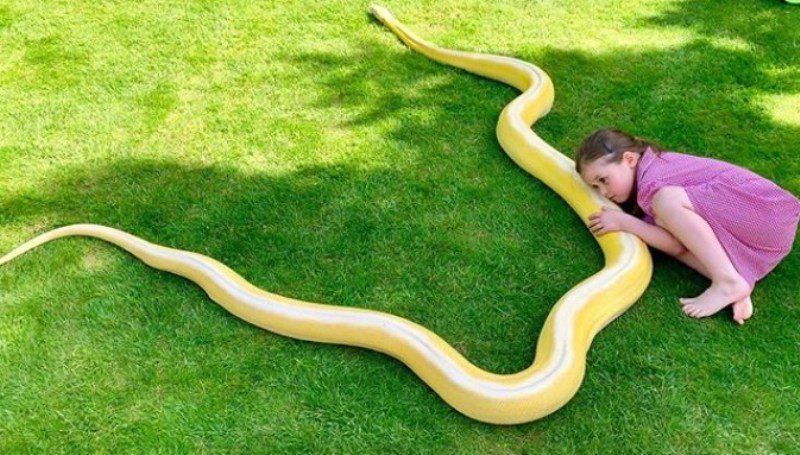 Дівчинка майже з пелюшок росла разом зі змією, і тепер вони — кращі друзі. Дитина цілими днями грає з 5-метровим пітоном.