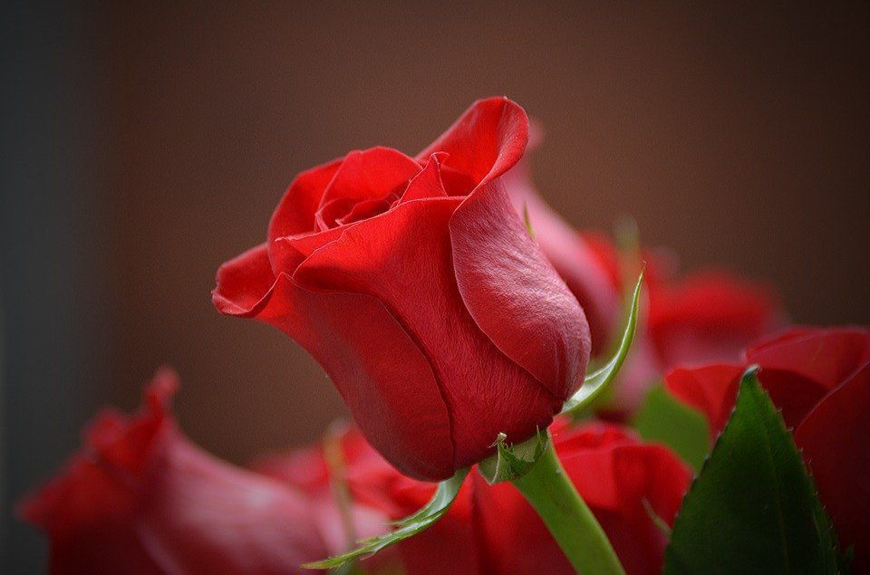 Як дізнатися, що троянди, які ви збираєтеся придбати, є несвіжими. Треба вміти відрізняти несвіжі троянди, якщо вам треба придбати букет.