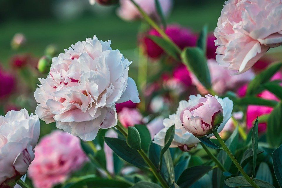 Розовые пионы (71 фото)