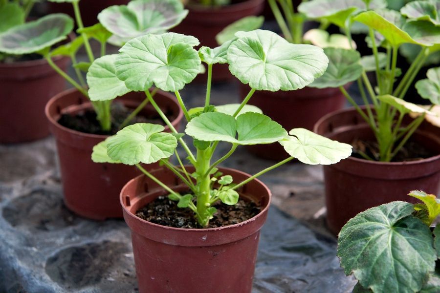 Як вирощувати розсаду пеларгонії: 5 простих способів. Розсаду пеларгонії можна вирощувати кількома способами.