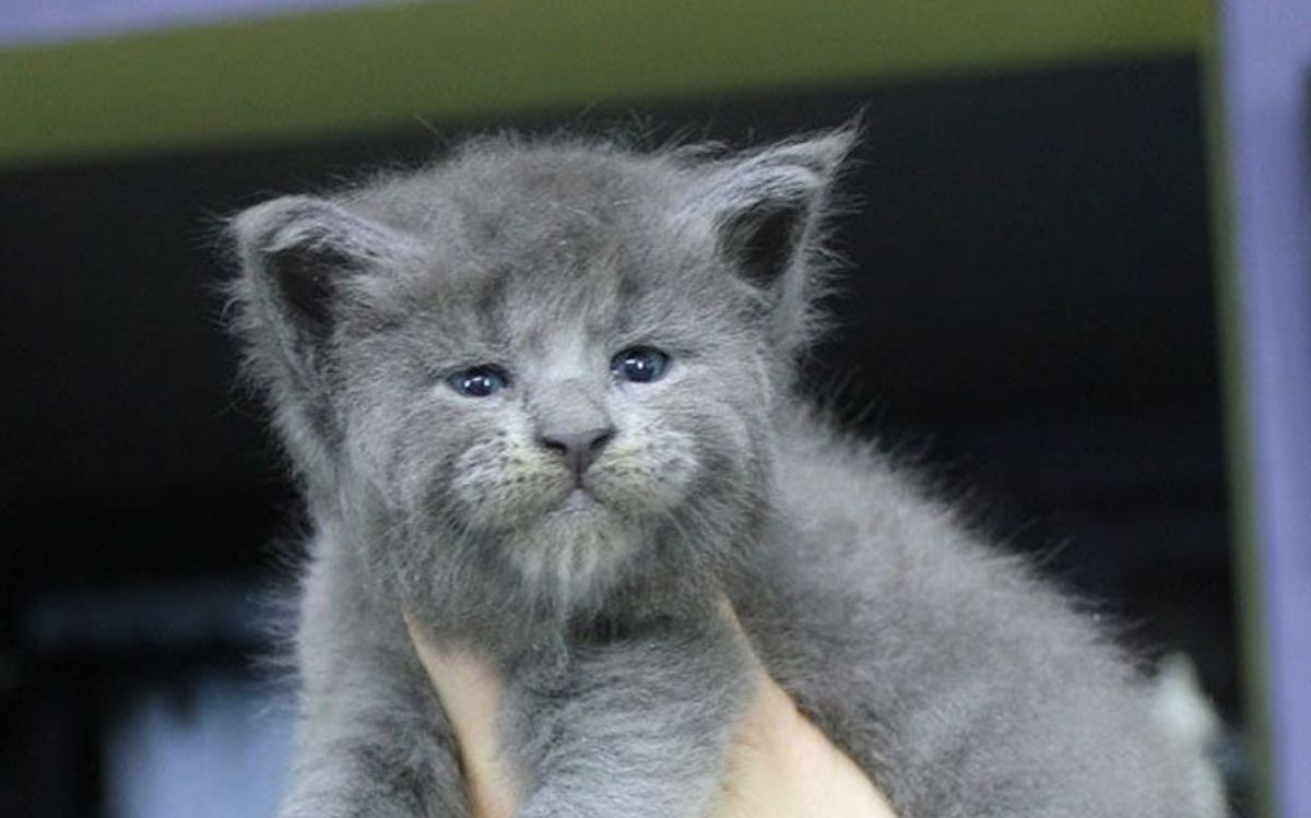 П'ятеро кошенят мейн-куна народилися з милими, але суворими мордочками. Пухнасті красунчики.