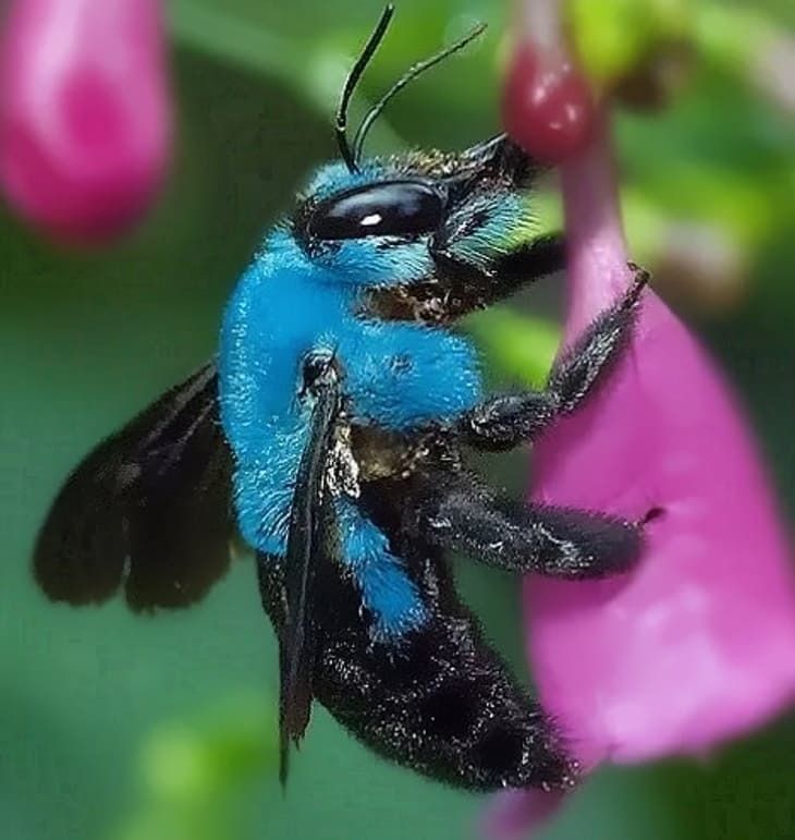 У Флориді були виявлені дуже рідкісні види блакитних бджіл, яких не бачили протягом багатьох років. Рослина, від якого залежить її виживання, Calamintha ashei, знаходиться під загрозою зникнення.