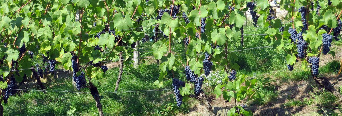 Кілька важливих правил поливу винограду, щоб допомогти йому набратися сил, а також отримати хороший урожай. Основні правила поливу рослини.