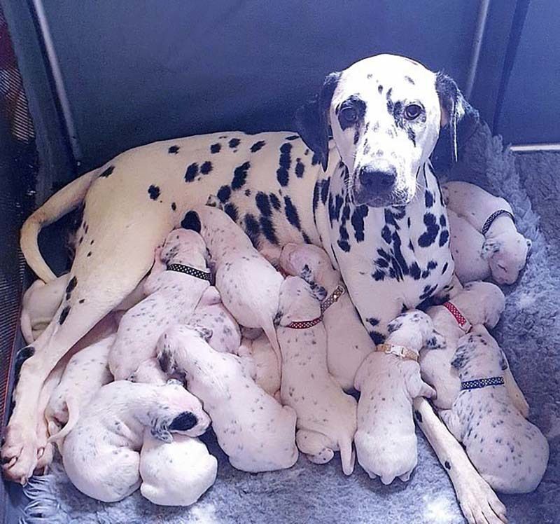 Це звісно не 101 далматинець, але теж непогано — молода мама народила 18 цуценят. Після 14-часових пологів у собаки породи далматин, з'явилося на світ 18 цуценят.