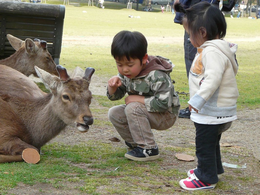 Чому японські діти слухняні і ніколи не закочують істерики. Японія – країна, якою можна захоплюватися з багатьох причин. І одна з них – це традиції виховання дітей.