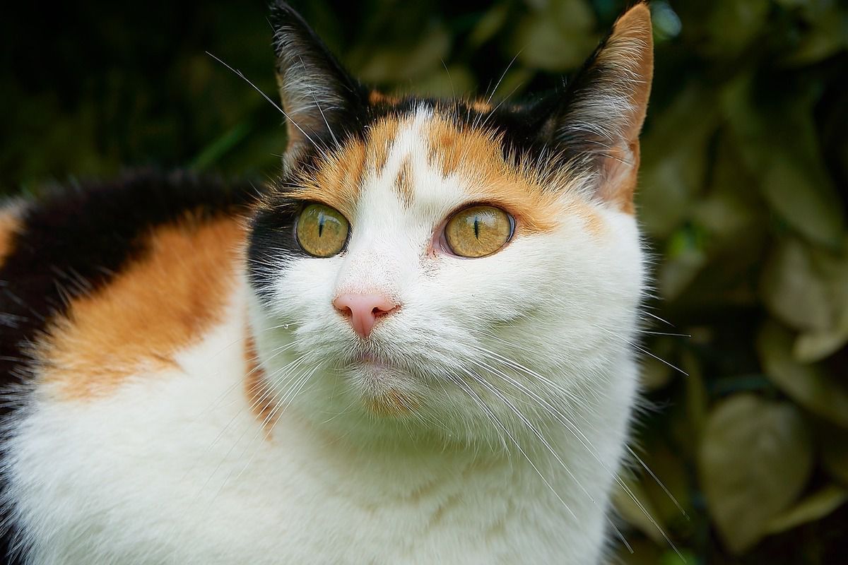 Триколірна кішка: прикмета — тримати вдома на щастя. Тримати таку кішку в будинку, все одно, що тримати чорну, білу і руду.
