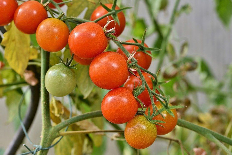 Чим та як підживлювати помідори у відкритому ґрунті, щоб плоди швидше зростали. Для більш швидкого зростання плодів помідорів рослини треба правильно підживлювати.