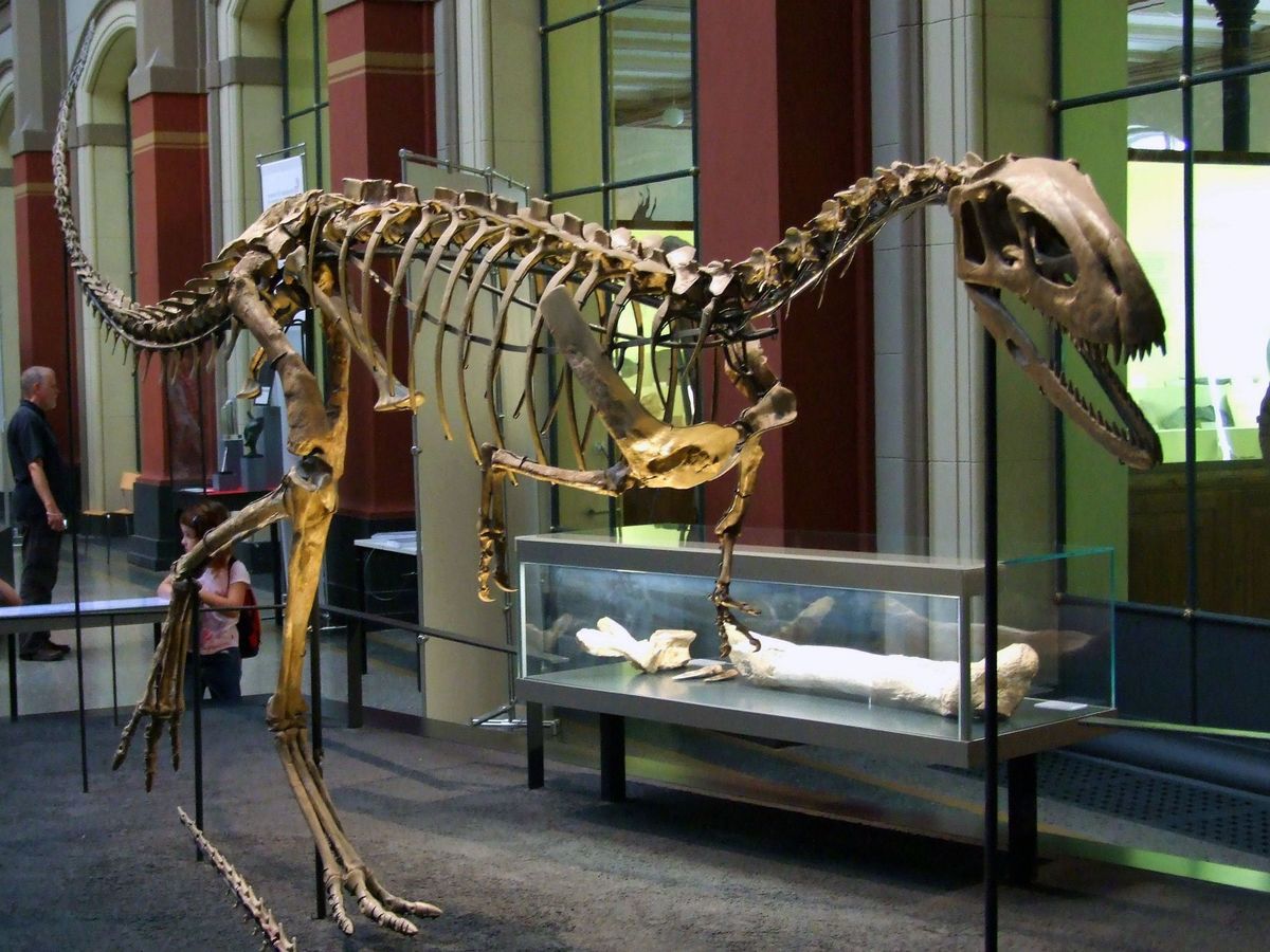 В Австралії палеонтологи виявили останки дивного створіння. Це беззубий динозавр, який в дитинстві полював на інших тварин, а в зрілому віці переходив на рослинну їжу.