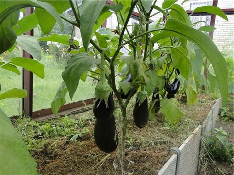 Кілька порад щодо вирощування баклажанів у теплиці. Можна отримати врожай баклажанів навіть у теплиці.