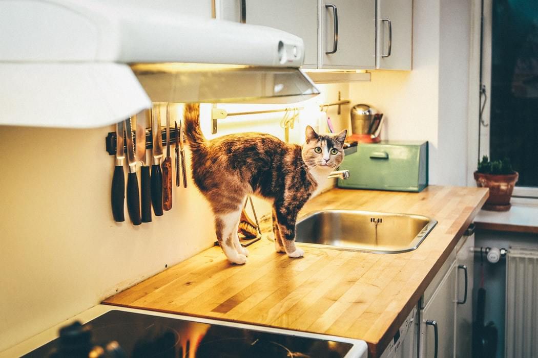 5 простих способів, як відучити кішку лазити та сидіти на столі. Більшість котів полюблять лазити на кухонний стіл: хтось лазить туди за їжею, хтось просто лежить або сидить, спостерігаючи те, що відбувається в будинку і за вікном.