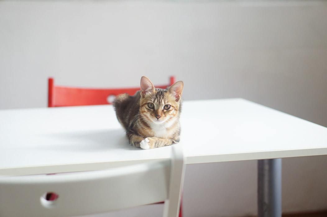 5 простих способів, як відучити кішку лазити та сидіти на столі. Більшість котів полюблять лазити на кухонний стіл: хтось лазить туди за їжею, хтось просто лежить або сидить, спостерігаючи те, що відбувається в будинку і за вікном.