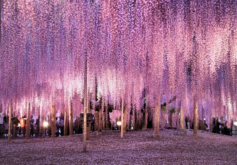 Дерево Ейва з "Аватар" існує: в Японії росте 150-річне дерево, яке зачаровує всіх своєю красою. Як виглядає найкрасивіше у світі дерево.