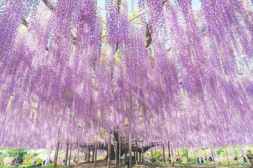 Дерево Ейва з "Аватар" існує: в Японії росте 150-річне дерево, яке зачаровує всіх своєю красою. Як виглядає найкрасивіше у світі дерево.