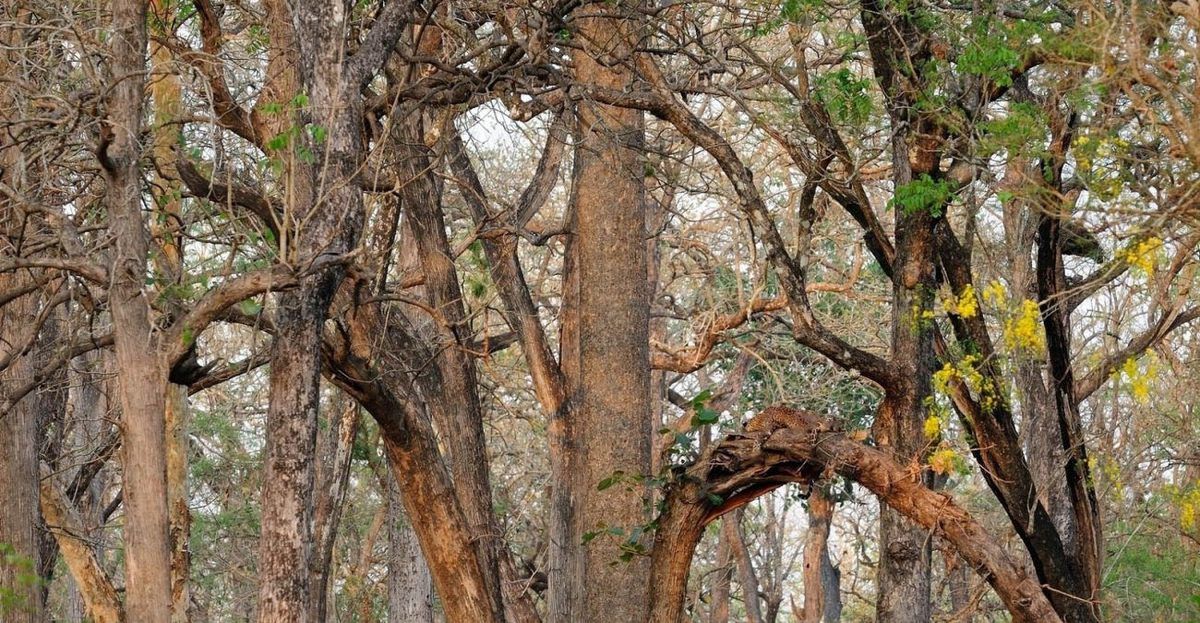 На фотографії сховався леопард, але побачити його за 10 секунд може не кожен. Ви зможете швидко відшукати тварину?