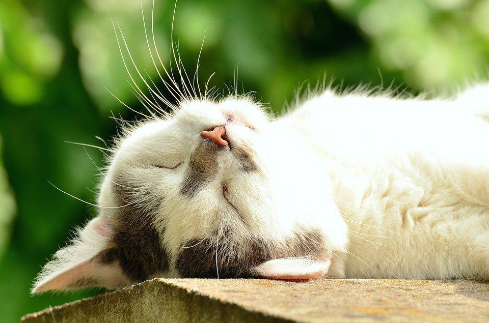 Вчені з'ясували, чи сняться кішкам сни. Ось що показали результати наукових досліджень.