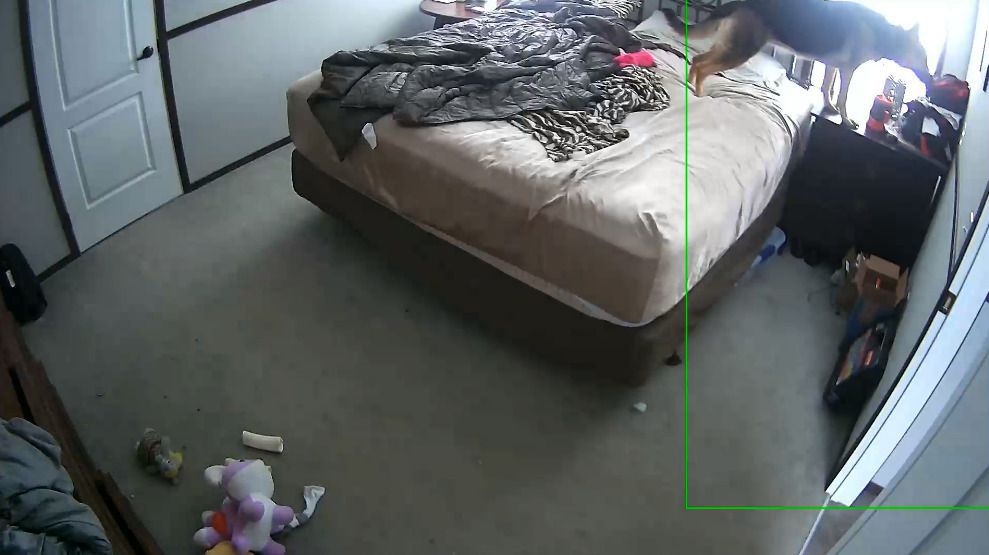 Дівчина показала, що робить пес з її одягом, поки він один вдома, але після такого його хочеться не лаяти, а обійняти. Відео зворушило глядачів.