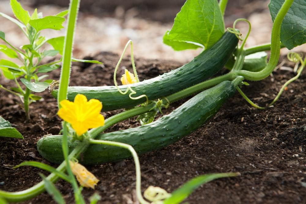 Як треба підживлювати огірки у ґрунті, щоб отримати гарний урожай. Для отримання гарного урожаю огірків необхідні правильні підживлення.