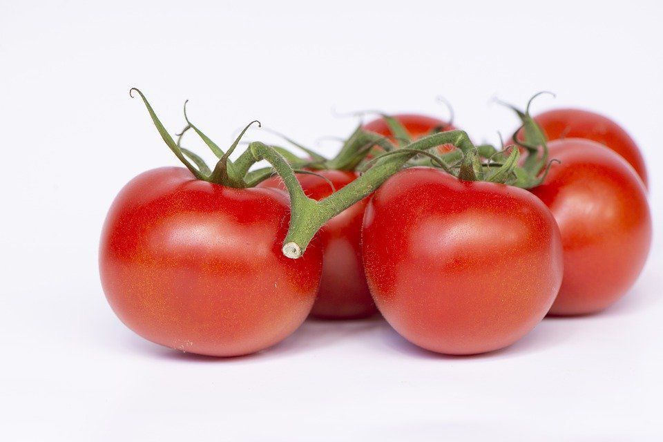 Спосіб зберігання помідорів ніяк не впливає на смак і аромат, як вважалося раніше. Нема ніякої різниці, де ми зберігаємо помідори.