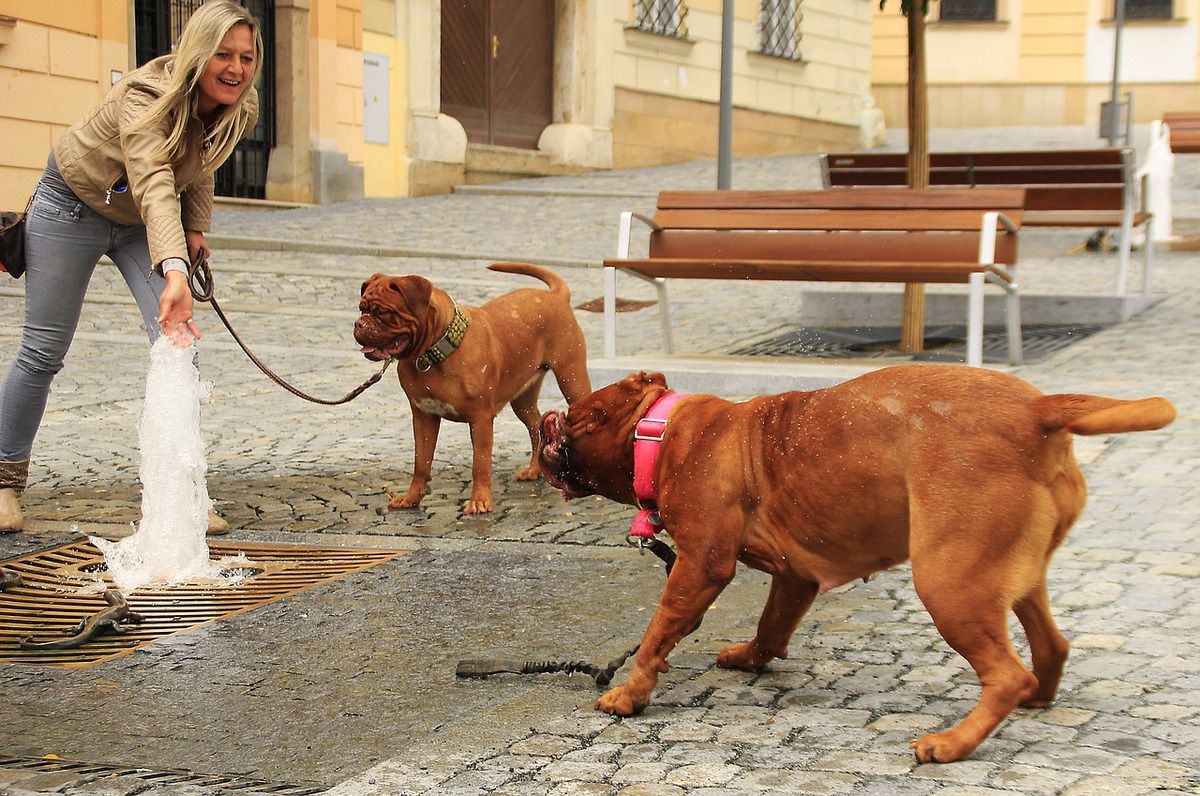 5 великих порід собак, придатних для утримання в міських квартирах. Багато хто впевнені, що велику собаку потрібно тримати тільки в приватному будинку. Чи Так це насправді?