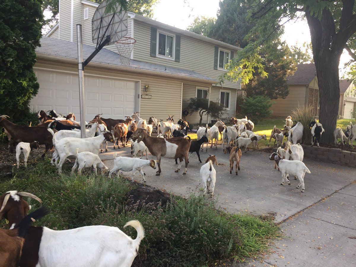 Вулиці міста в Каліфорнії заполонили кози-рятувальники. Відео із Сан-Хосе.