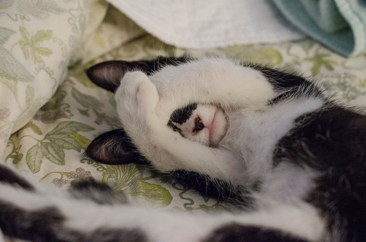 Чому кішка гадить в хазяйське ліжко: 5 причин, про які мало хто знає. Коли власники кішок бачать "сюрприз" у своєму ліжку, то у першу чергу думають про те, що у вихованця поганий характер або ж він затаїв на них глибоку образу.