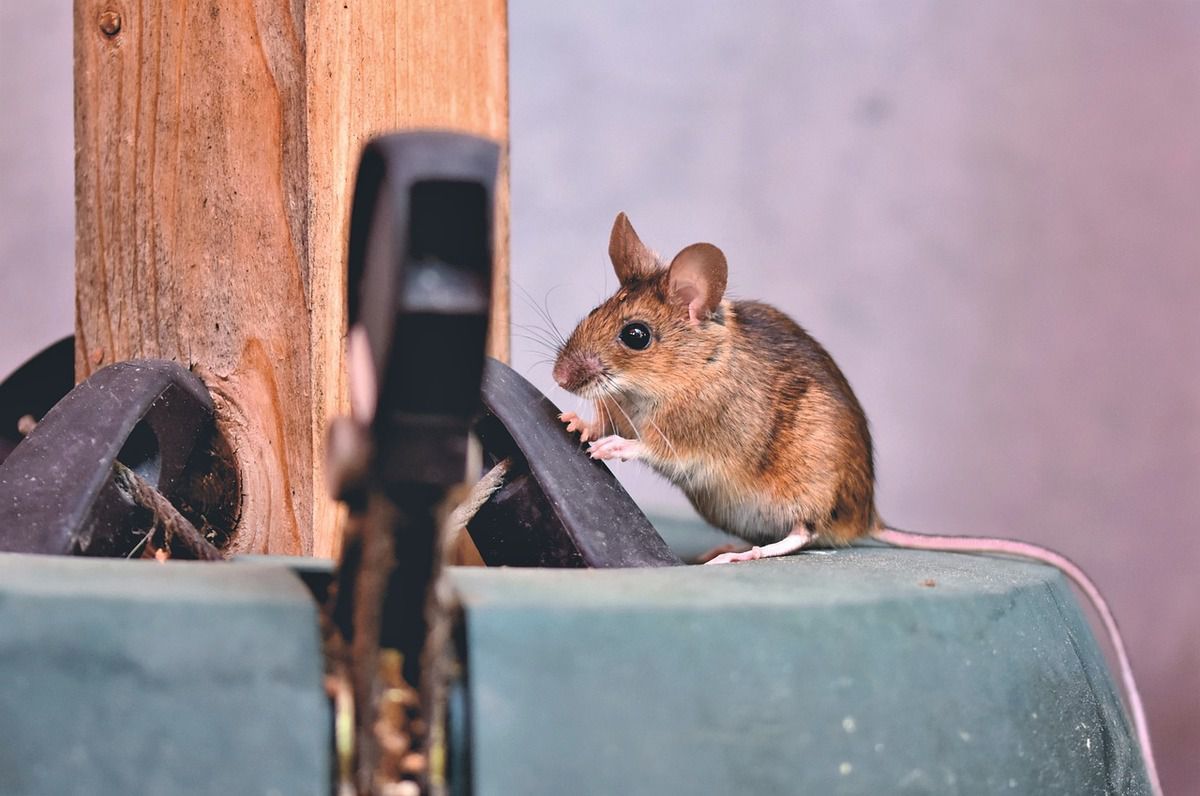 Як позбутися мишей в гаражі. Гризуни все частіше з'являються в нашому житті. Вони проникаючи через щілини, вентиляційні отвори, маленькі отвори в стіні, вони потрапляють і в наші гаражі.