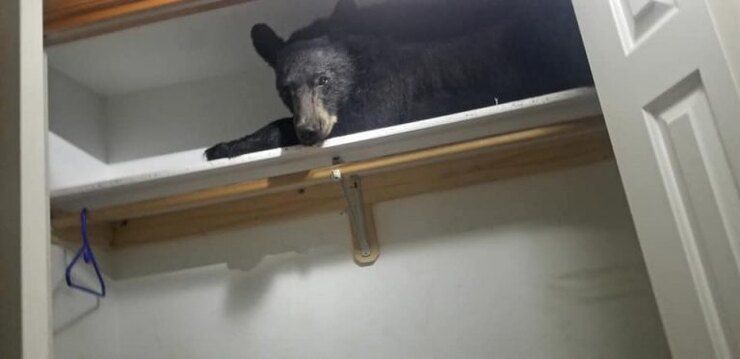 Дикий ведмідь заліз в комору житлового будинку і навідріз відмовлявся її покидати. Американська сім'я виявила в себе вдома лісового гостя.