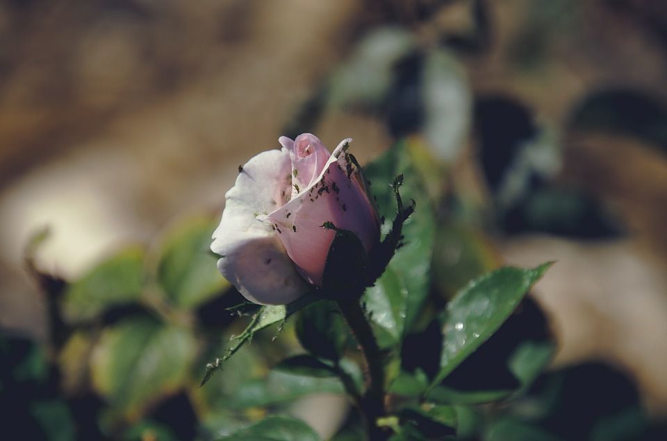 Як позбутися попелиць на трояндах: популярні народні засоби та препарати. Від попелиць на трояндах можна вдало позбутися.