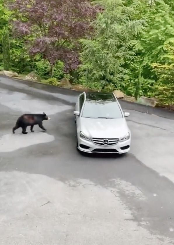 Дикий ведмідь спробував залізти в авто, але такої реакції від водія він явно не очікував. У Мережі стало популярним відео, на якому ведмідь намагається залізти в автомобіль, але плани тварини несподівано перервали власники авто.