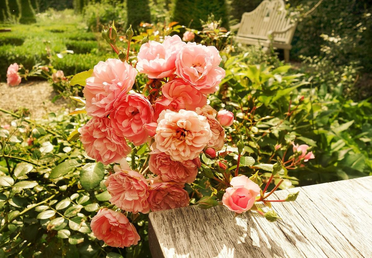 Пригощаємо троянди коктейлем для цвітіння. Садові троянди ось-ось вибухнуть ароматним цвітінням прекрасних бутонів.