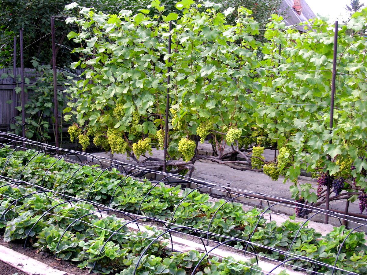 Які культури сумісні з виноградом і чи можна взагалі біля нього щось саджати. Сумісність винограду з різними рослинами на городі.
