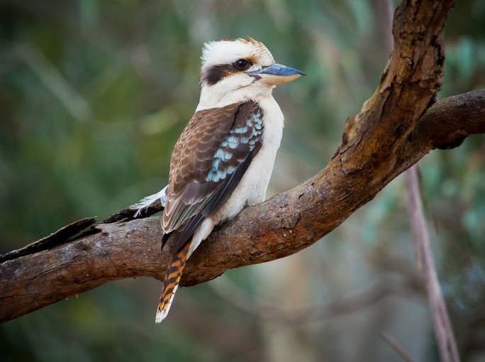 Австралієць вирішив звеселити сусідів і виготовив автопричіп у вигляді птаха, але птах припав до смаку не усім. І усе через "спів" істоти.