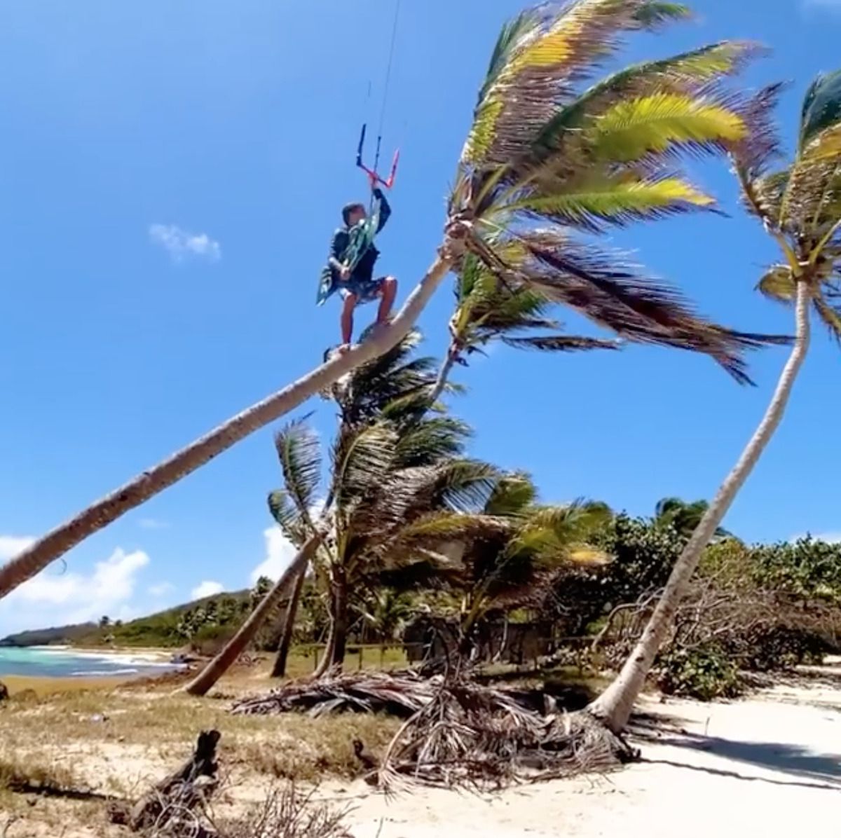 Екстремал зістрибнув з кокосової пальми, щоб зняти ефектне відео. Кайтсерфер здійснив непростий трюк, спустившись на воду з пальми.