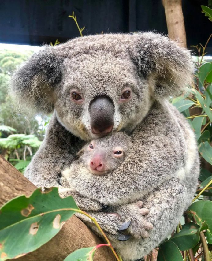 Вперше після пожеж в парку Австралії народилася коала. З'явилася надія на світле майбутнє!