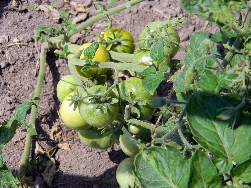 Особливості підживлення і поливу високорослих помідор. Три основних підживлення індетермінантних томатів.