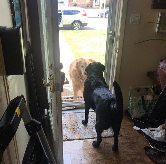 Пес так сильно кохає свою сусідську собаку, що посеред ночі навідує її з подарунками. Господарі собаки поділилися забавним відео.