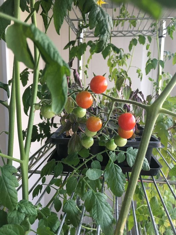 Що з овочів можна виростити на балконі влітку. Які овочеві культури варто вирощувати на балконі, а за які не треба навіть братися. Особистий досвід зі своїми фото.