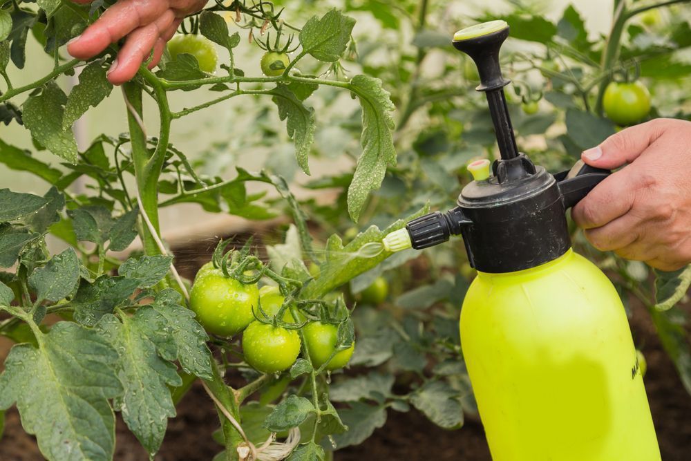 Обприскування томатів у червні і липні: корисні поради для підвищення врожаю. Підвищення врожайності томатів можливе за правильного обприскування.