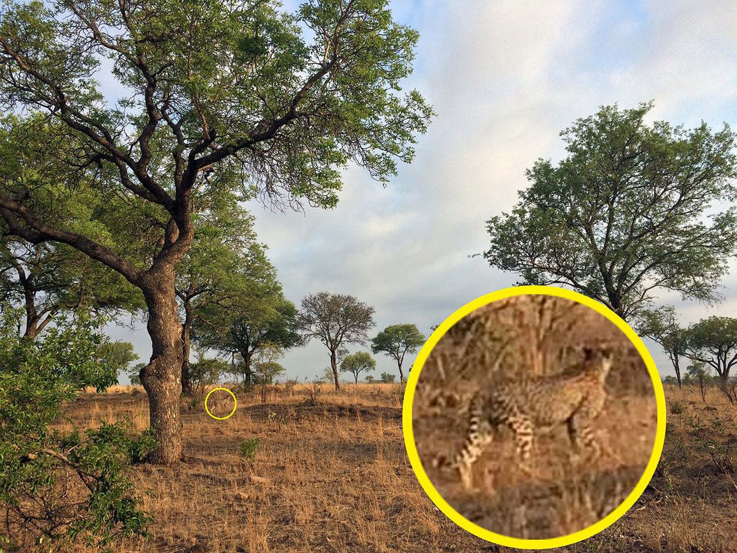 На фото є гепард, але він так добре замаскувався, що знайти його відразу практично неможливо. Чи зможете ви знайти його всього за хвилину?