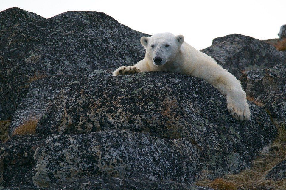 Глобальне потепління змушує тварин рухатися ближче до полюсів. Екологи з Франції оцінили швидкість зміщення ареалів тварин до полюсів.